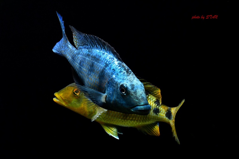 Fossorochromis rostratus